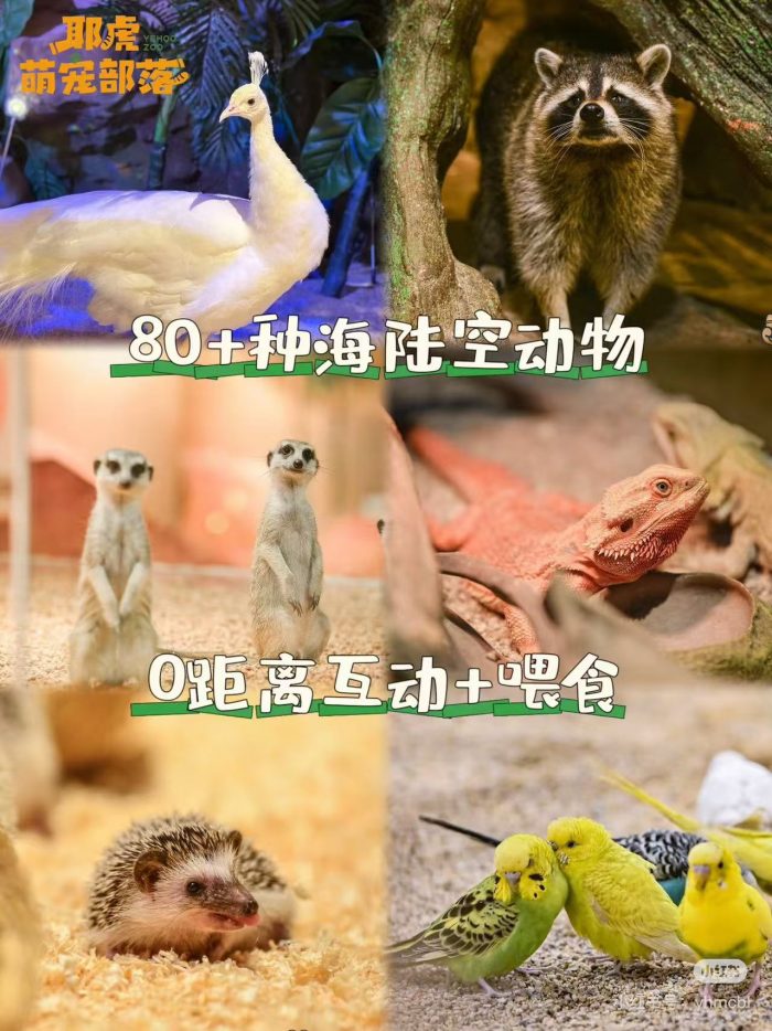 东莞市嘟嘟森林文化发展有限公司 - 图片 2